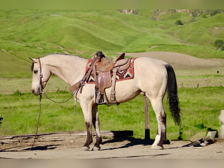 American Quarter Horse Gelding 10 years 15 hh Buckskin in Tres Pinos