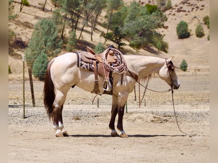 American Quarter Horse Gelding 10 years 15 hh Buckskin in Tres Pinos