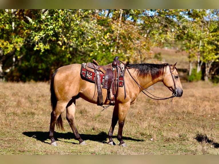 American Quarter Horse Gelding 10 years 15 hh Buckskin in Mount Vernon, KY