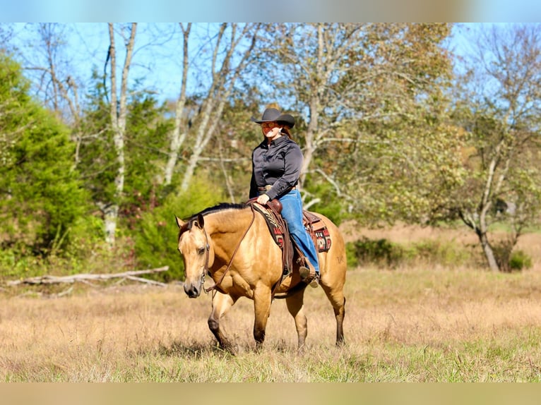 American Quarter Horse Gelding 10 years 15 hh Buckskin in Mount Vernon