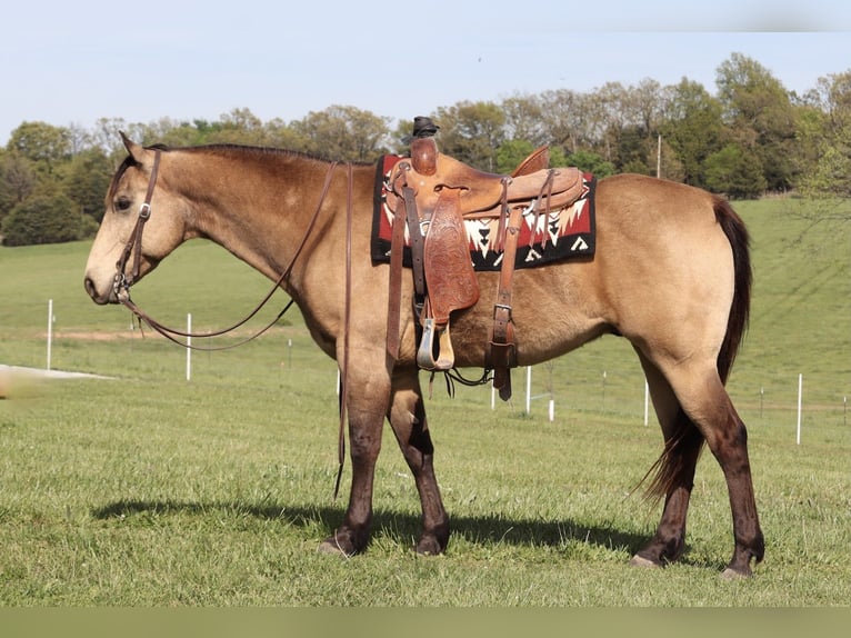 American Quarter Horse Gelding 10 years 15 hh Buckskin in Purdy