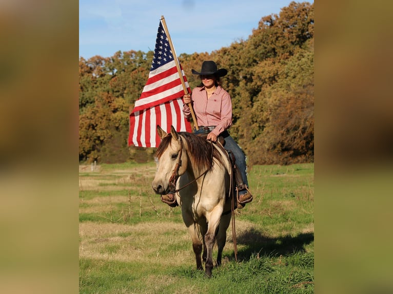 American Quarter Horse Gelding 10 years 15 hh Buckskin in Stephenville TX