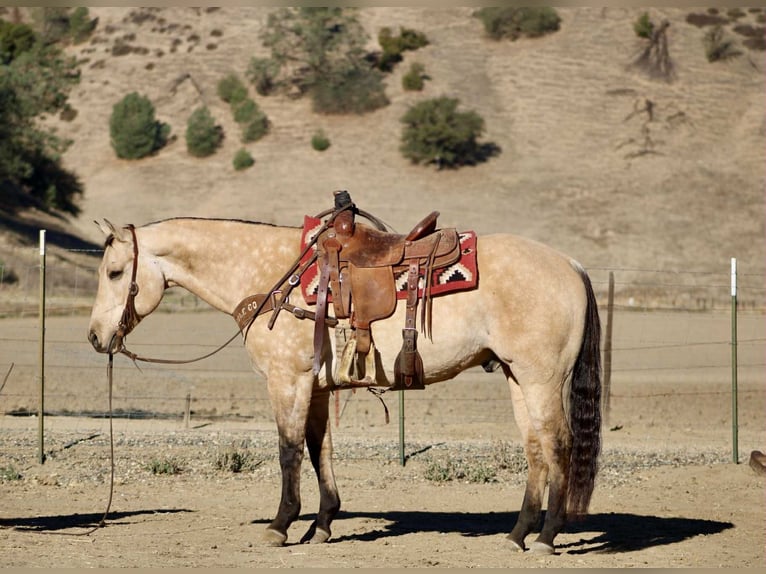 American Quarter Horse Gelding 10 years 15 hh Buckskin in Paicines CA