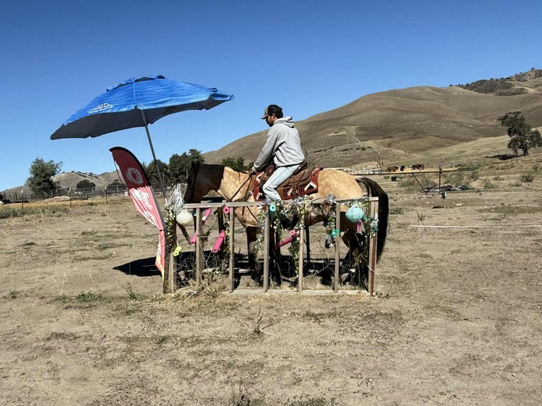 American Quarter Horse Gelding 10 years 15 hh Buckskin in Paicines CA