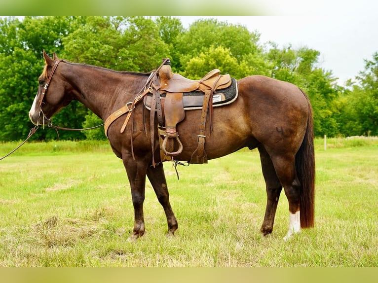 American Quarter Horse Gelding 10 years 15 hh Chestnut in Valley Springs, SD
