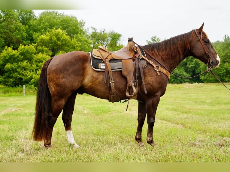 American Quarter Horse Gelding 10 years 15 hh Chestnut in Valley Springs, SD