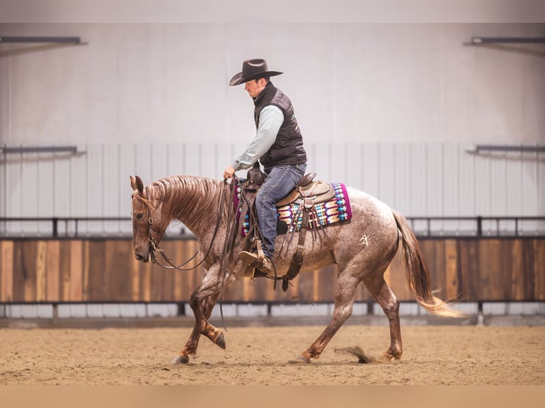 American Quarter Horse Gelding 10 years 15 hh Chestnut in Canistota