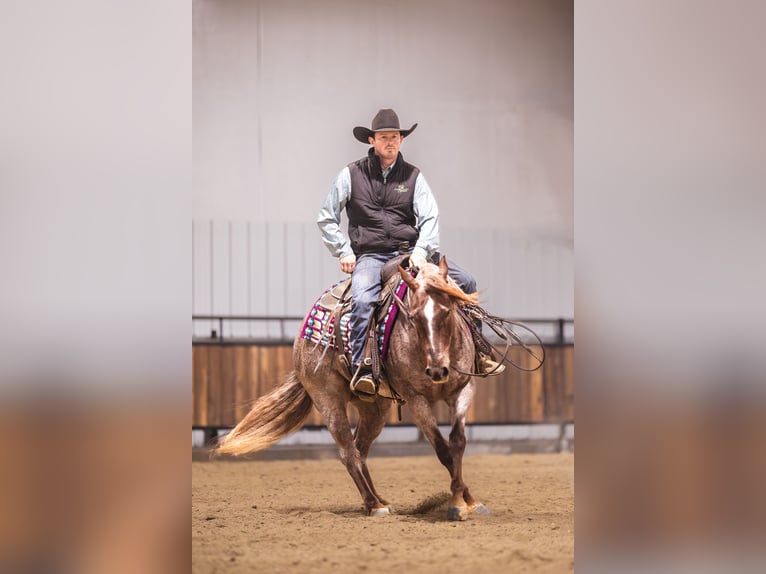 American Quarter Horse Gelding 10 years 15 hh Chestnut in Canistota