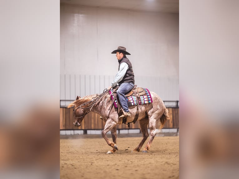 American Quarter Horse Gelding 10 years 15 hh Chestnut in Canistota