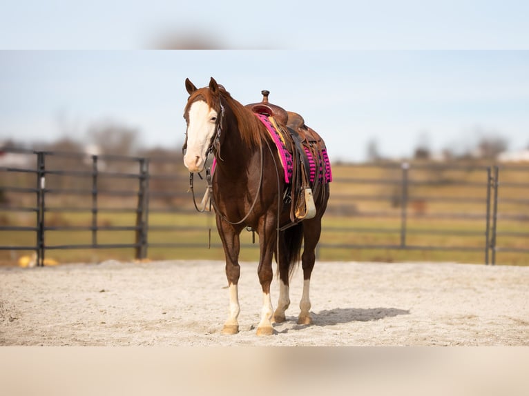 American Quarter Horse Gelding 10 years 15 hh Chestnut in Fredericksburg, OH