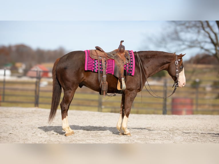 American Quarter Horse Gelding 10 years 15 hh Chestnut in Fredericksburg, OH