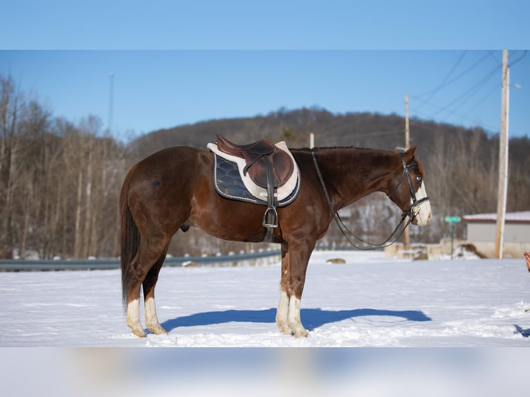 American Quarter Horse Gelding 10 years 15 hh Chestnut in Fredericksburg, OH