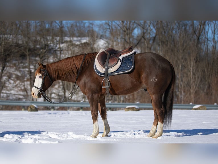 American Quarter Horse Gelding 10 years 15 hh Chestnut in Fredericksburg, OH