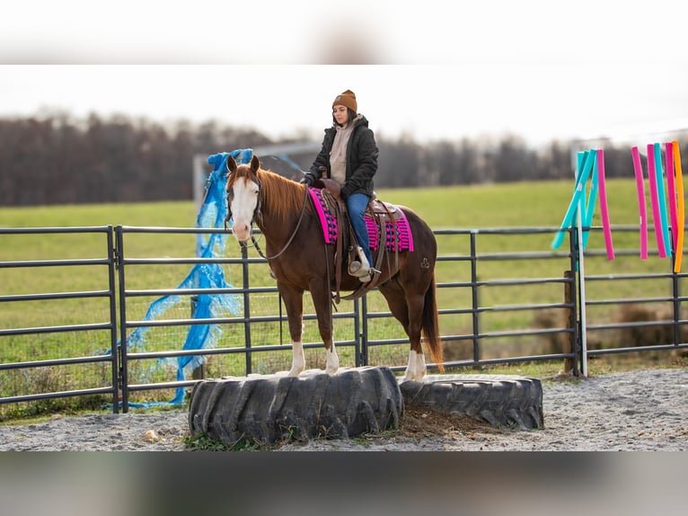 American Quarter Horse Gelding 10 years 15 hh Chestnut in Fredericksburg, OH