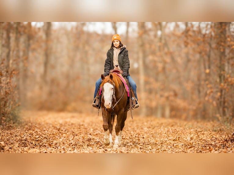 American Quarter Horse Gelding 10 years 15 hh Chestnut in Fredericksburg, OH