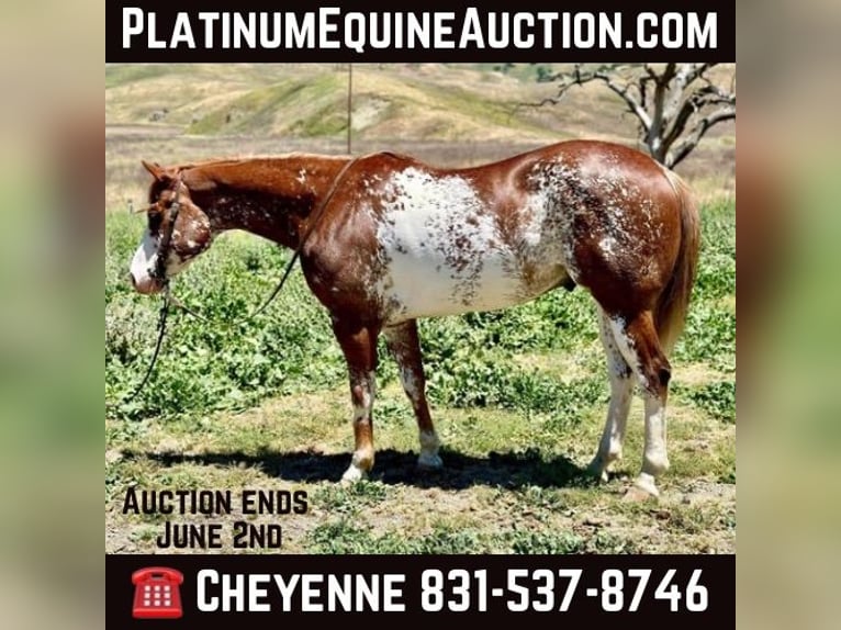 American Quarter Horse Gelding 10 years 15 hh Chestnut in Bitterwater CA