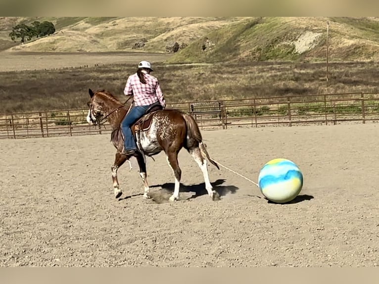 American Quarter Horse Gelding 10 years 15 hh Chestnut in Bitterwater CA