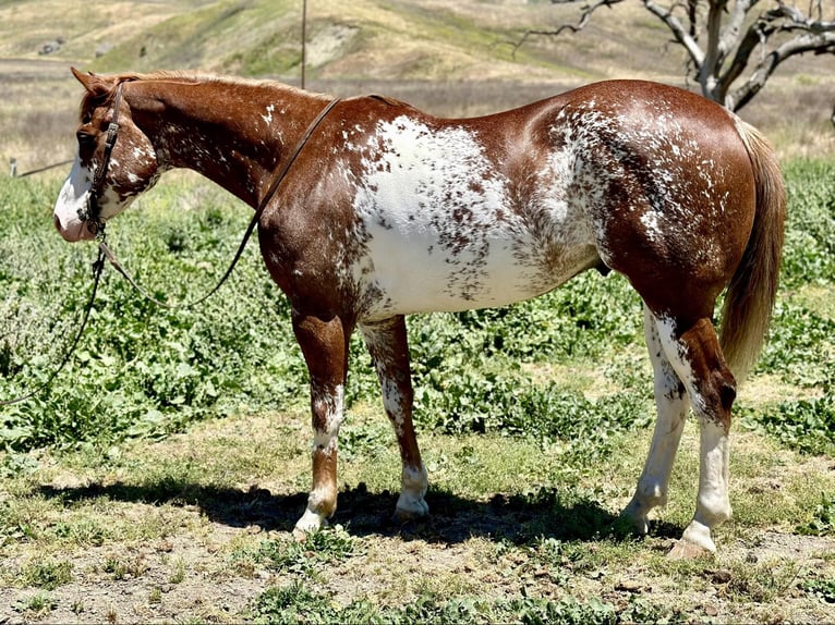 American Quarter Horse Gelding 10 years 15 hh Chestnut in Bitterwater CA