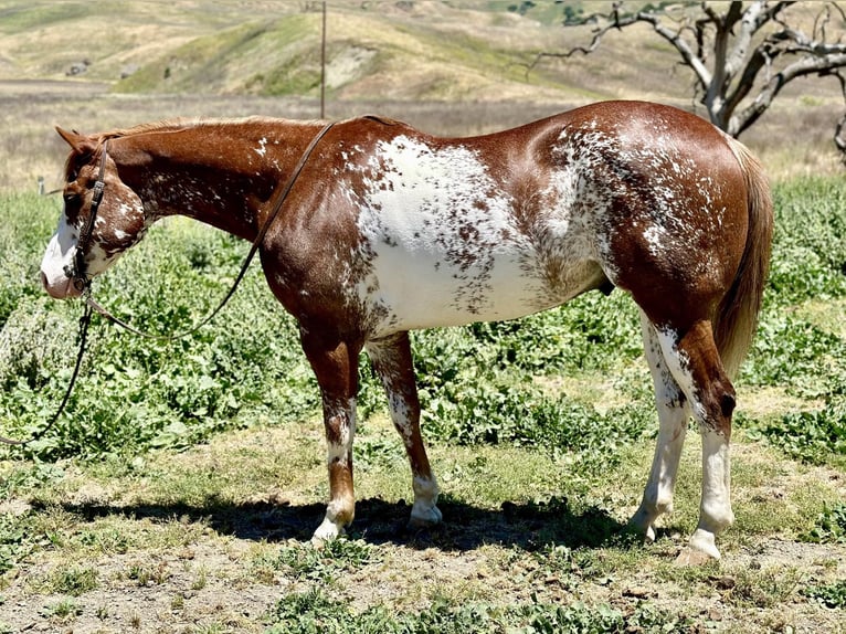 American Quarter Horse Gelding 10 years 15 hh Chestnut in Bitterwater CA