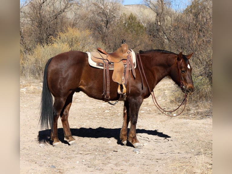 American Quarter Horse Gelding 10 years 15 hh Chestnut in Camp Verde AZ