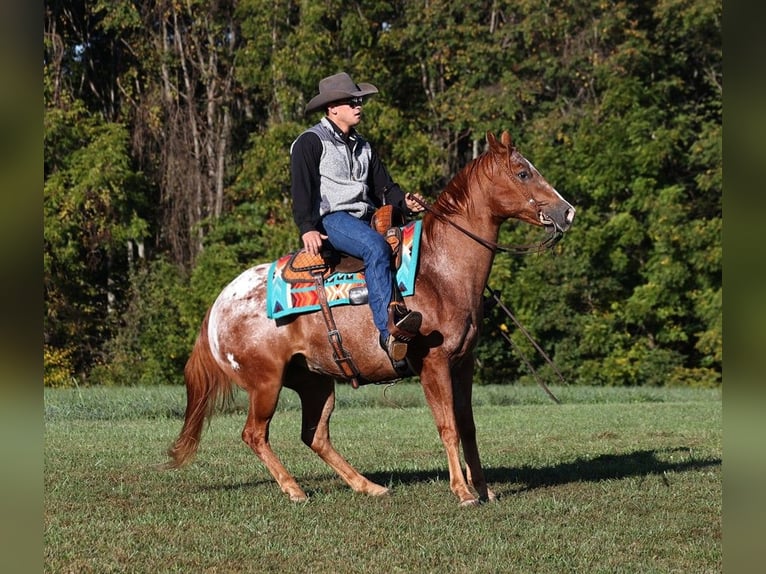 American Quarter Horse Gelding 10 years 15 hh Chestnut in Mount Vernon