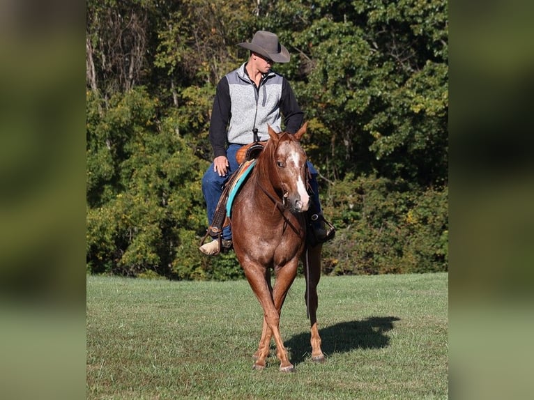 American Quarter Horse Gelding 10 years 15 hh Chestnut in Mount Vernon