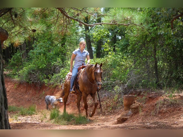 American Quarter Horse Gelding 10 years 15 hh Chestnut in Rusk TX