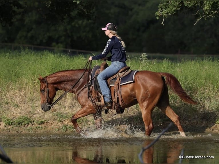 American Quarter Horse Gelding 10 years 15 hh Chestnut in Weatherford TX