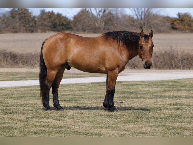 American Quarter Horse Gelding 10 years 15 hh Dun in North Bloomfield