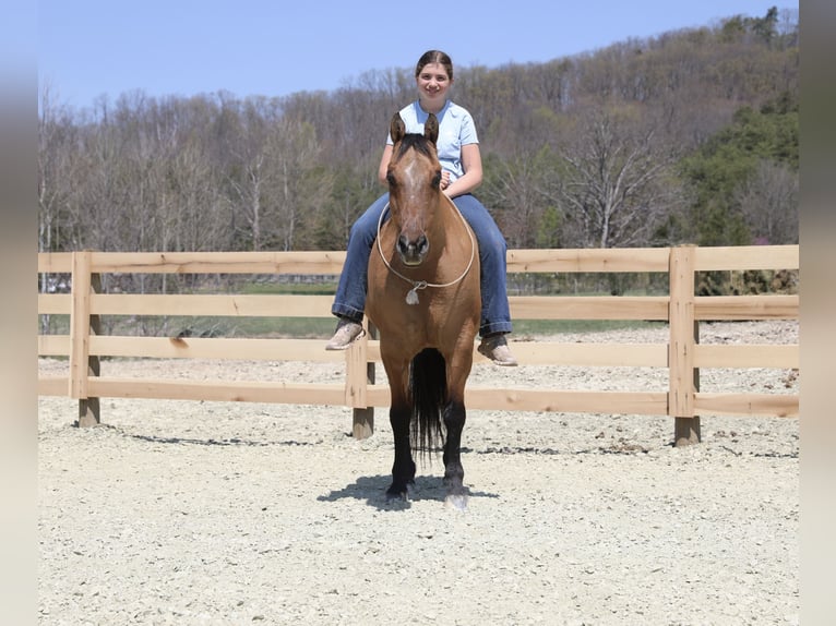 American Quarter Horse Gelding 10 years 15 hh Dun in North Bloomfield