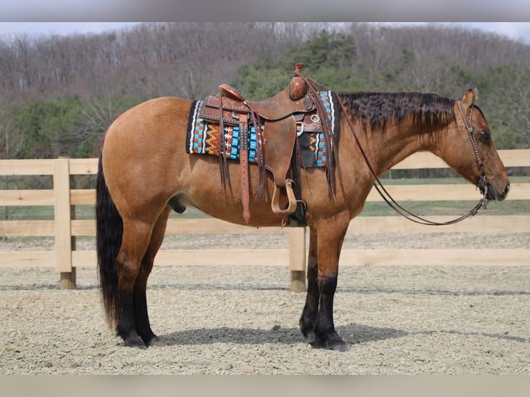 American Quarter Horse Gelding 10 years 15 hh Dun in North Bloomfield