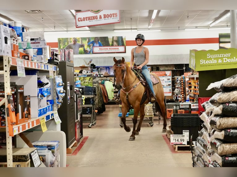 American Quarter Horse Gelding 10 years 15 hh Dun in Tuscarora