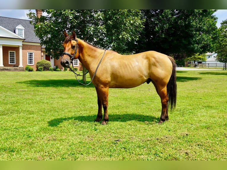 American Quarter Horse Gelding 10 years 15 hh Dun in Tuscarora