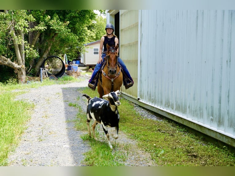 American Quarter Horse Gelding 10 years 15 hh Dun in Tuscarora