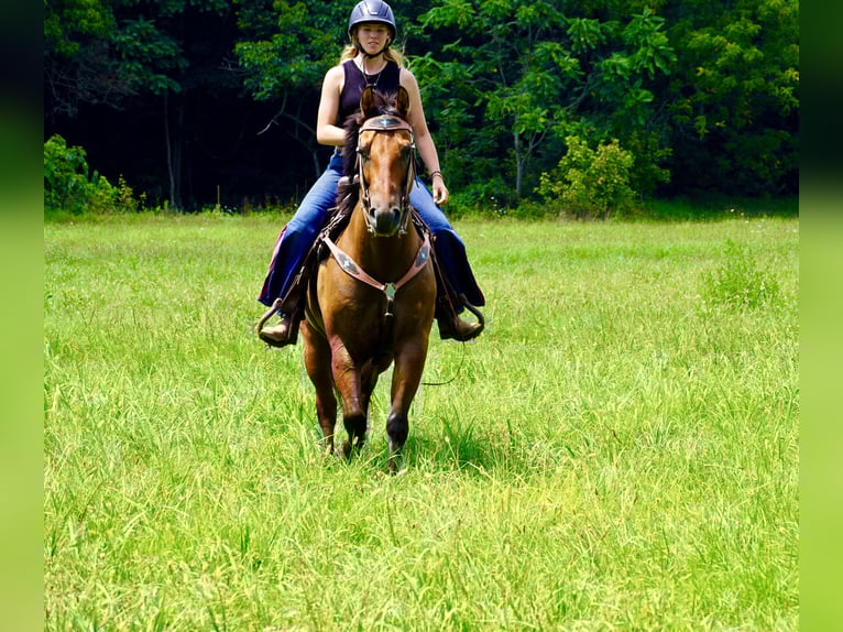 American Quarter Horse Gelding 10 years 15 hh Dun in Tuscarora