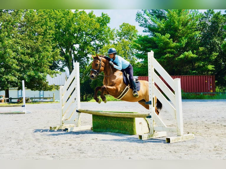 American Quarter Horse Gelding 10 years 15 hh Dun in Tuscarora
