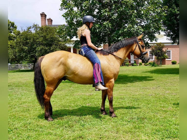 American Quarter Horse Gelding 10 years 15 hh Dun in Tuscarora
