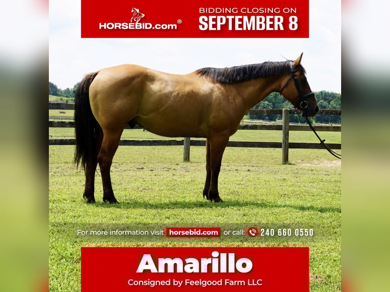 American Quarter Horse Gelding 10 years 15 hh Dun in Tuscarora