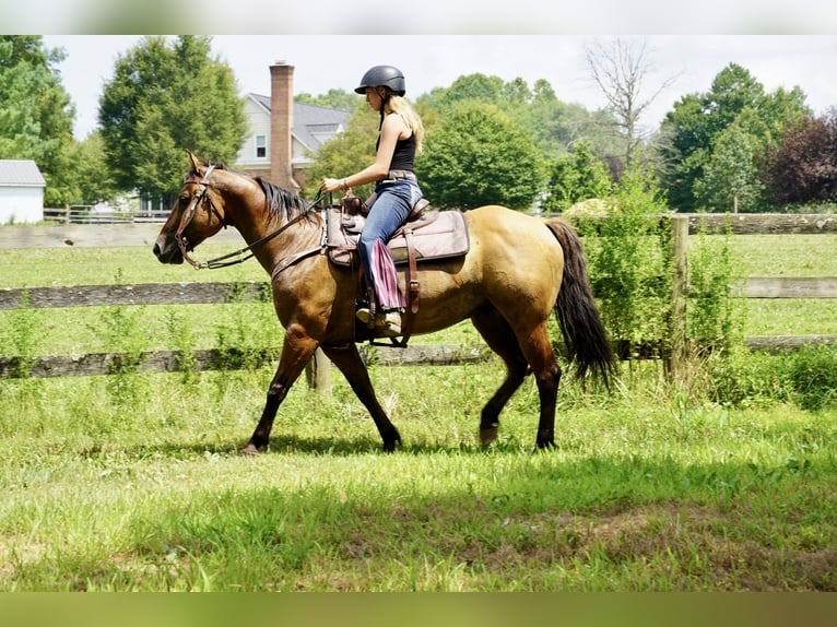American Quarter Horse Gelding 10 years 15 hh Dun in Tuscarora