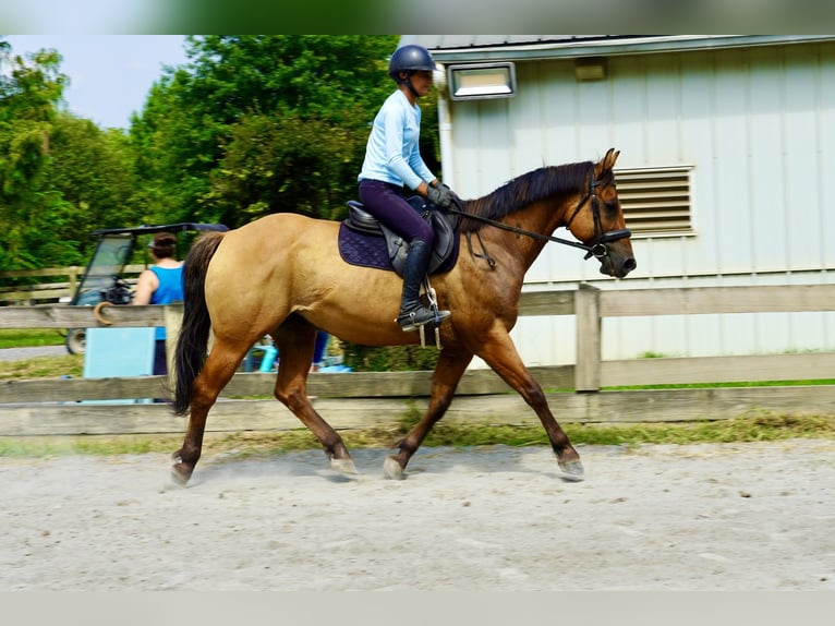 American Quarter Horse Gelding 10 years 15 hh Dun in Tuscarora
