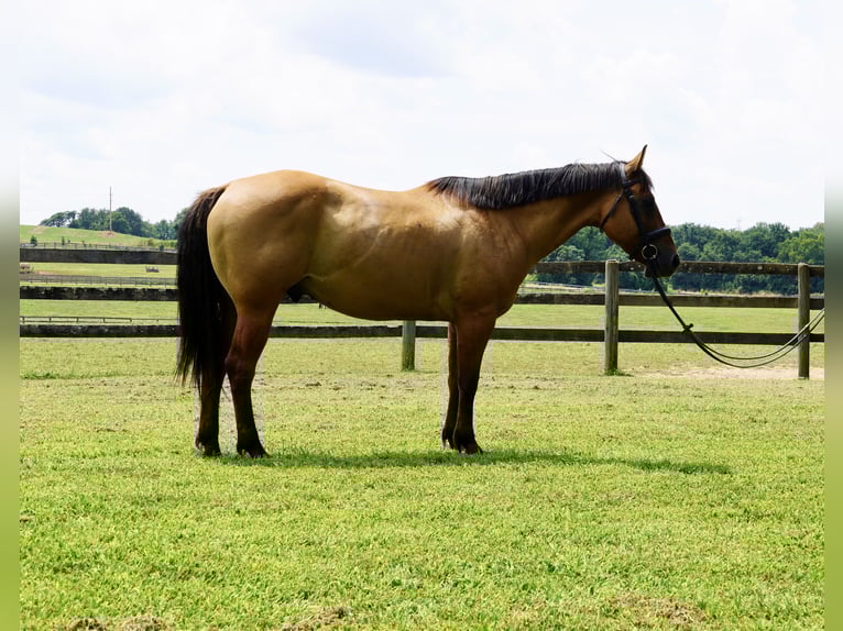 American Quarter Horse Gelding 10 years 15 hh Dun in Tuscarora