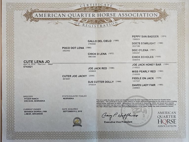 American Quarter Horse Gelding 10 years 15 hh Dun in Adair OK