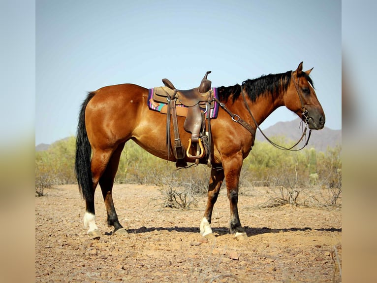American Quarter Horse Gelding 10 years 15 hh Dun in Marana AZ