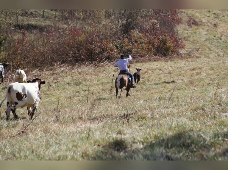 American Quarter Horse Gelding 10 years 15 hh Dun in Mount Vernon KY