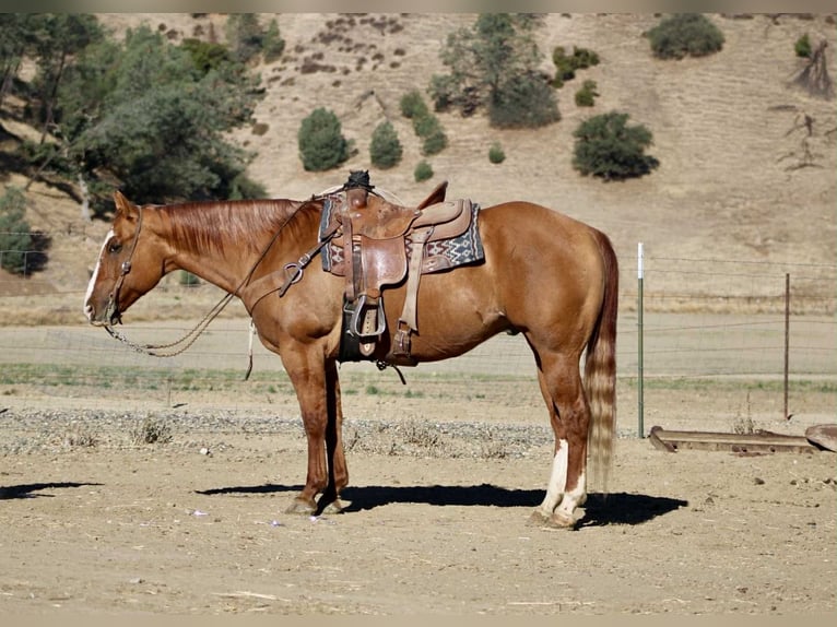 American Quarter Horse Gelding 10 years 15 hh Dun in Paicines CA