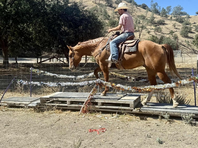 American Quarter Horse Gelding 10 years 15 hh Dun in Paicines CA