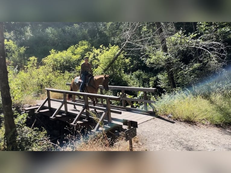 American Quarter Horse Gelding 10 years 15 hh Dun in Pleasant Grove CA