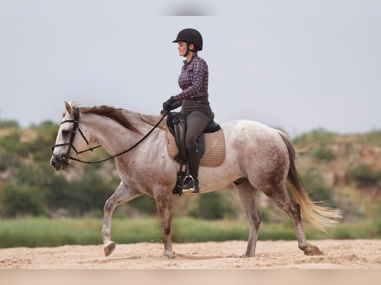 American Quarter Horse Gelding 10 years 15 hh Gray in Canyon, TX