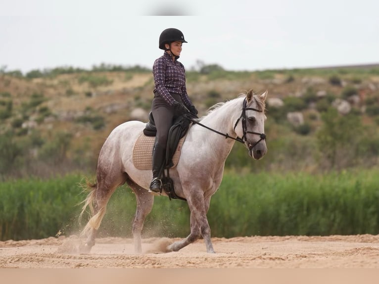 American Quarter Horse Gelding 10 years 15 hh Gray in Canyon, TX
