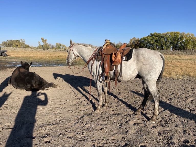 American Quarter Horse Gelding 10 years 15 hh Gray in Saint Anthony
